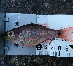 田曽浦でサビキ釣り