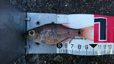 田曽浦でサビキ釣り