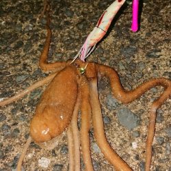 仕事帰りに一撃ち行ってきました！