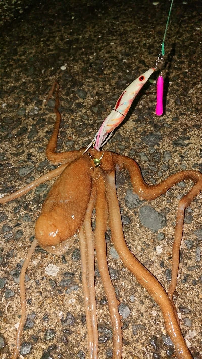 仕事帰りに一撃ち行ってきました！