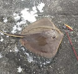 ジグでアカエイ19,20,21,22,23,24,25