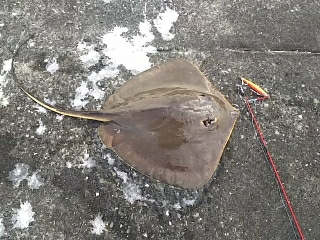 ジグでアカエイ19,20,21,22,23,24,25