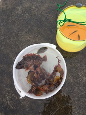 根魚ラッシュ！アコウ！ガシラ！