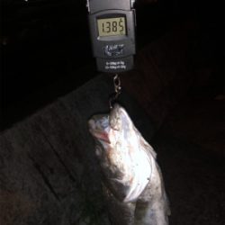 ナイトシーバス