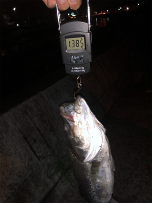 ナイトシーバス