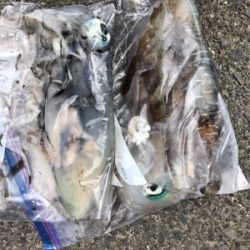 梅雨の晴れ間エギング