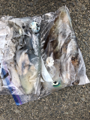 梅雨の晴れ間エギング