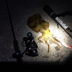 アオリを追い求め