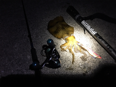 アオリを追い求め