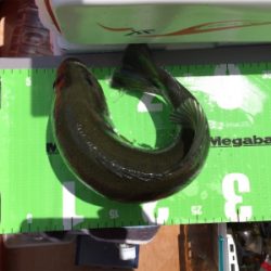 一庫ダム初！？バラムフィッシュ！