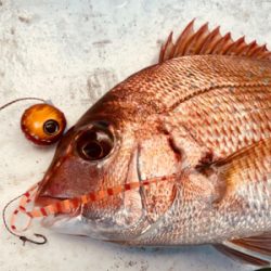 鯛ラバ 好釣果でした!