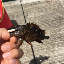 和歌山遠征 岬町でちょい投げ