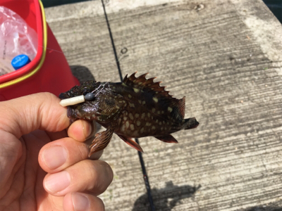 和歌山遠征 岬町でちょい投げ