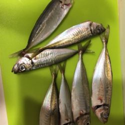 たまらずアジング