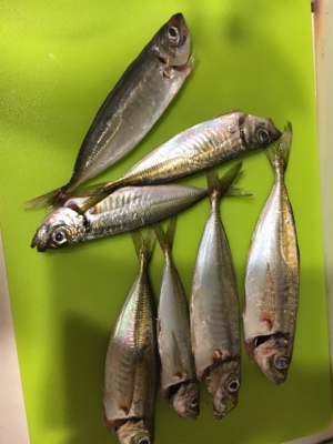 たまらずアジング