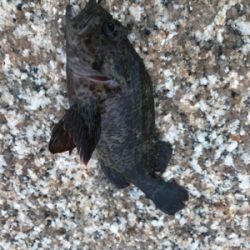 思ってたより濁ってない?