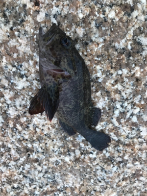 思ってたより濁ってない?