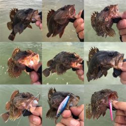 ライトロックフィッシュ(笑)