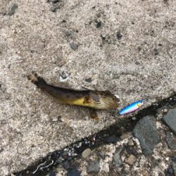 1週間ぶりのアジング