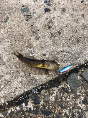 1週間ぶりのアジング