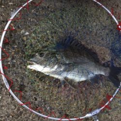 豪雨の後なので濁りがすごい‼️