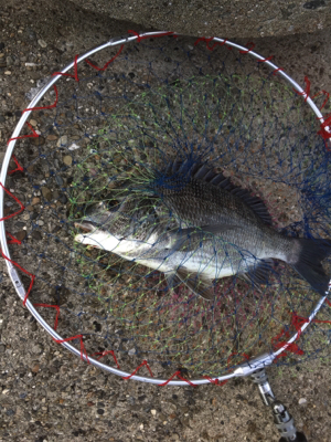 豪雨の後なので濁りがすごい‼️