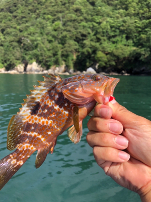 根魚