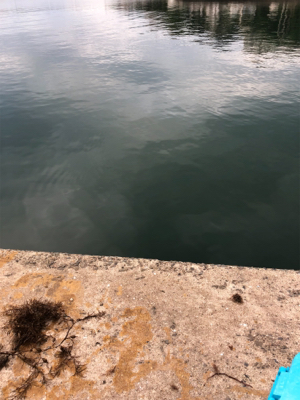 アジング再挑戦