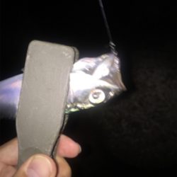 アジの存在確認！