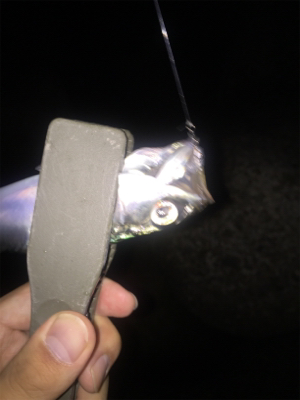 アジの存在確認！