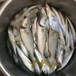 ライトショアジギング