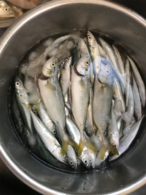 ライトショアジギング