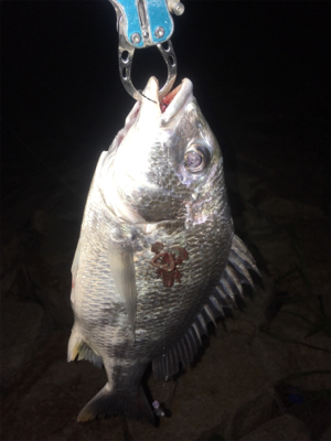 淀川ブリームゲーム 長雨ののちのキビレ