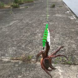 アタリは、頻繁‼︎