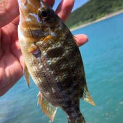 夏は多魚種♪