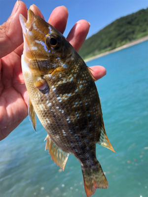 夏は多魚種♪