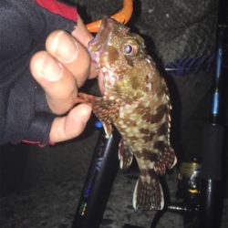 佐々木さん！ガシラ居てますよー