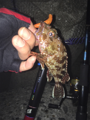 佐々木さん！ガシラ居てますよー