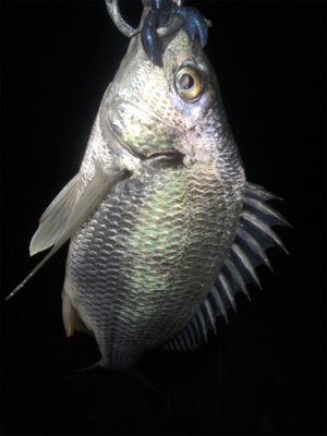 淀川ブリームゲーム 高活性の兆し