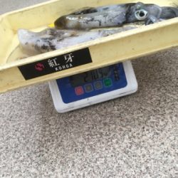 朝まづめリベンジ！