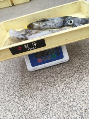 朝まづめリベンジ！