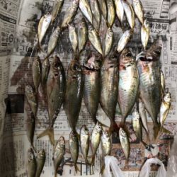 久しぶりのアジ