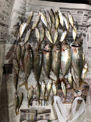 久しぶりのアジ