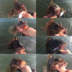 久々シーバス〜ライトロックフィッシュ