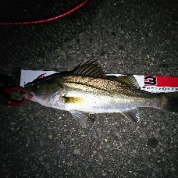 今日はこどもの日?