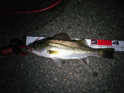 今日はこどもの日?