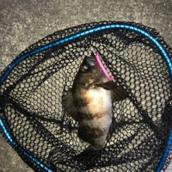 まだだ まだ終わらんよメバリング