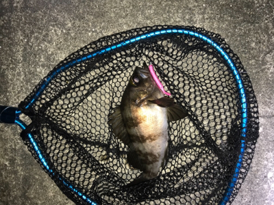 まだだ まだ終わらんよメバリング