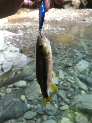 渓流釣り