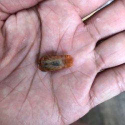 ロックフィッシュ♪